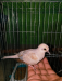 baby diamond dove (ghu ghu)